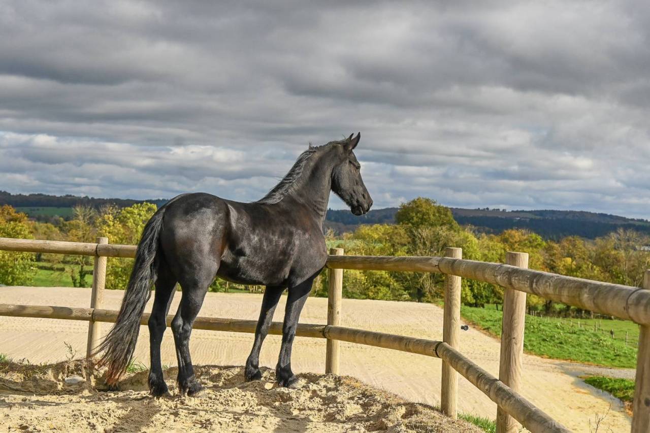 Cavalla Frisone In vendita 2022 Nero ,  Jouwe 485