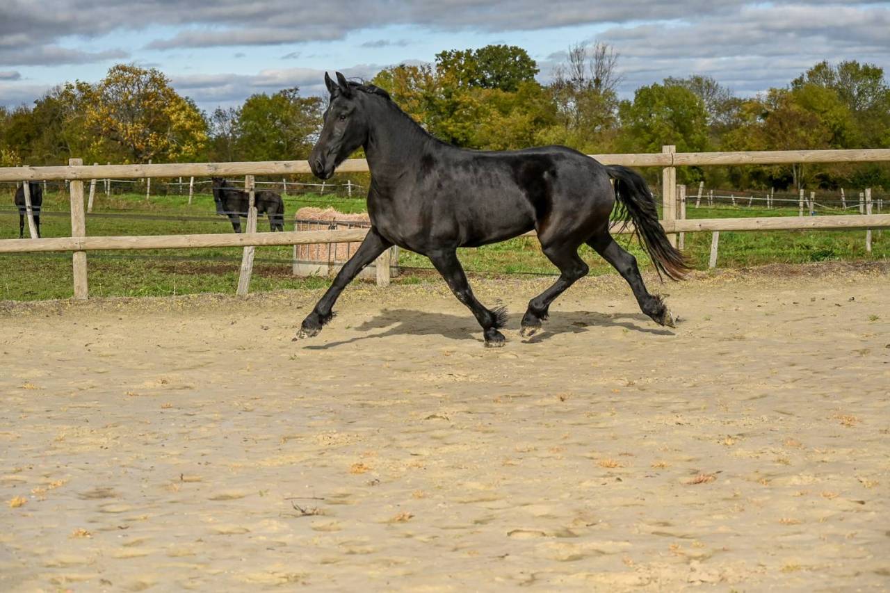 Cavalla Frisone In vendita 2022 Nero ,  Jouwe 485