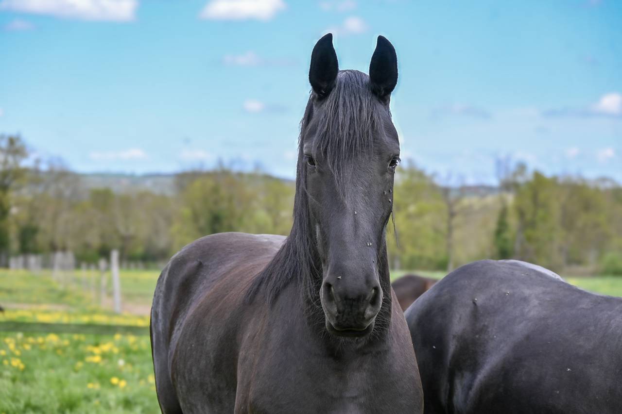 Cavalla Frisone In vendita 2022 Nero ,  Jouwe 485