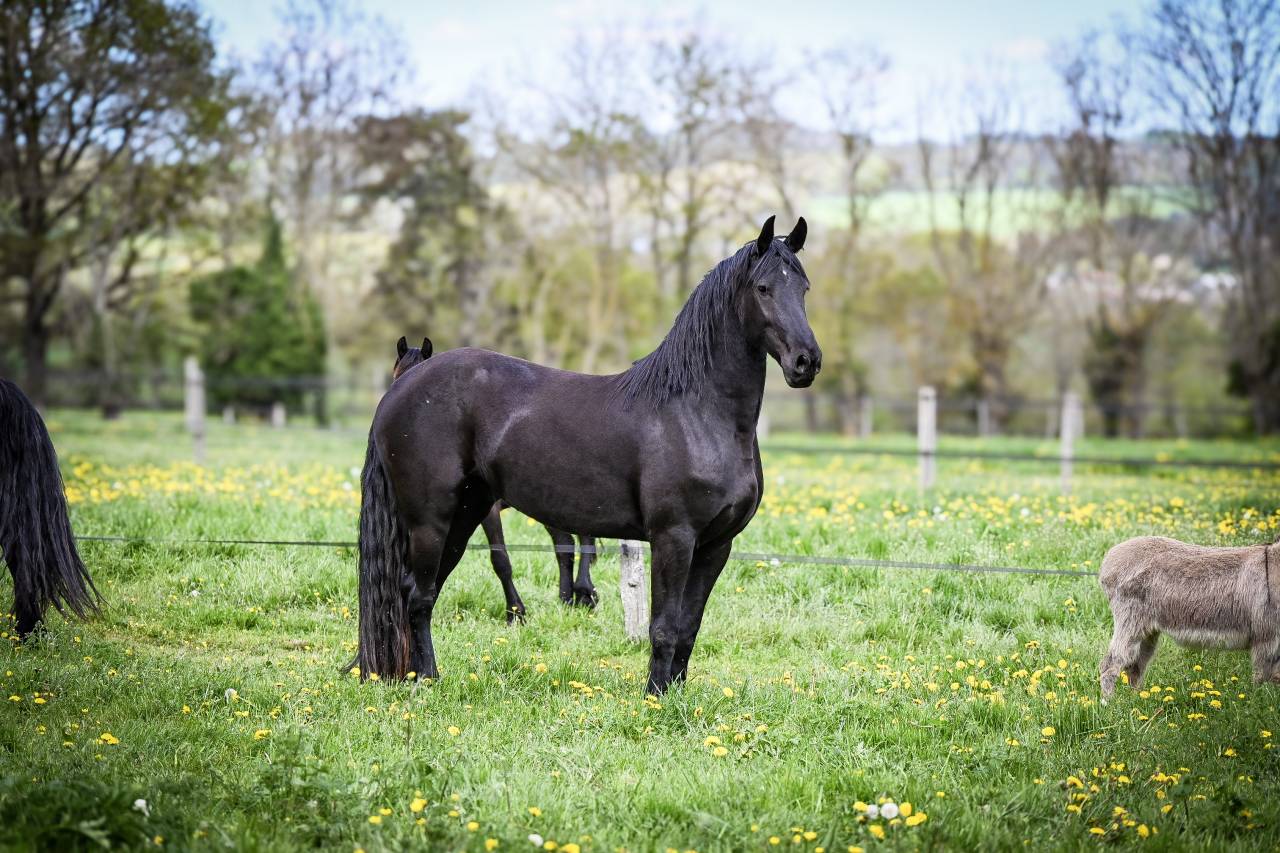 Cavalla Frisone In vendita 2022 Nero ,  Jouwe 485