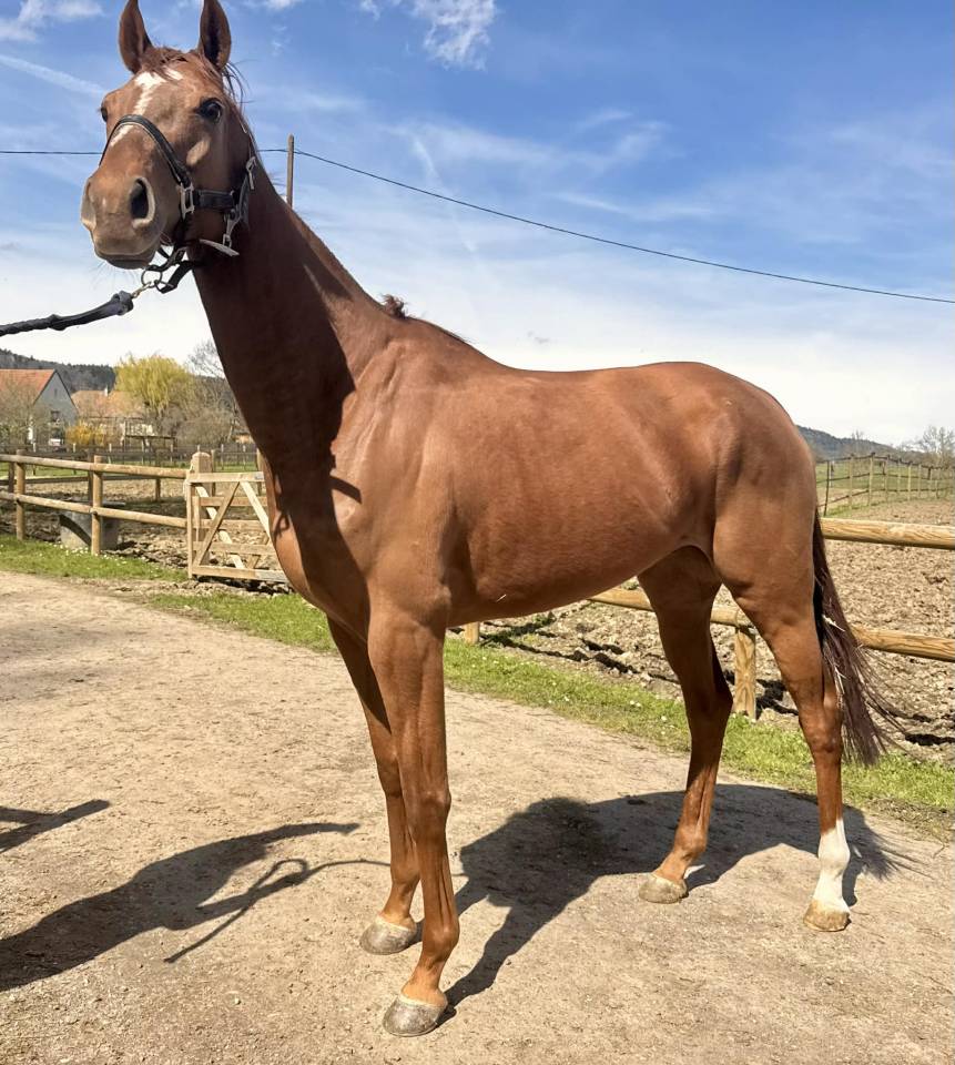 Fattrice Purosangue In vendita 2021 Sauro