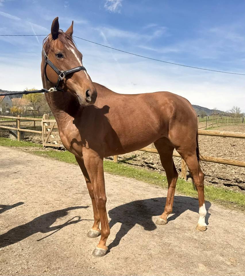 Fattrice Purosangue In vendita 2021 Sauro