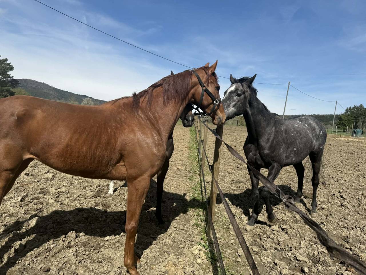 Fattrice Purosangue In vendita 2021 Sauro