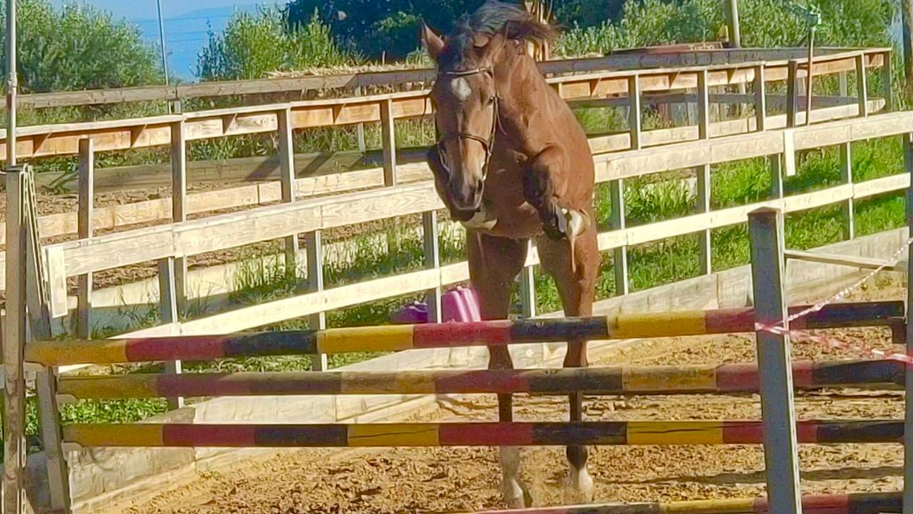 Castrone S.I. 4 anni