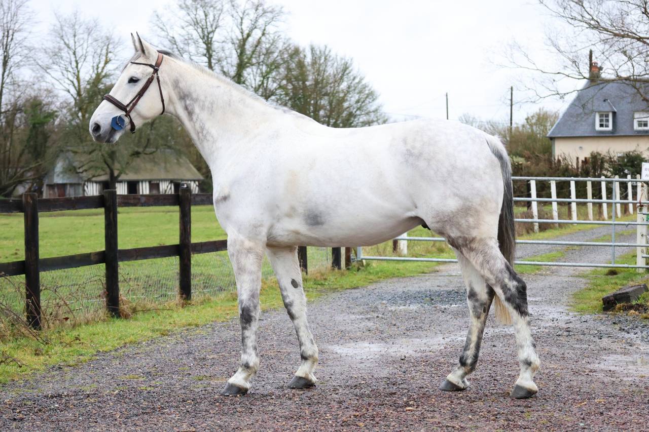 Castrone KWPN Cavallo da Sport Neerlandese In vendita 2015 Grigio ,  FABRIANO VDL