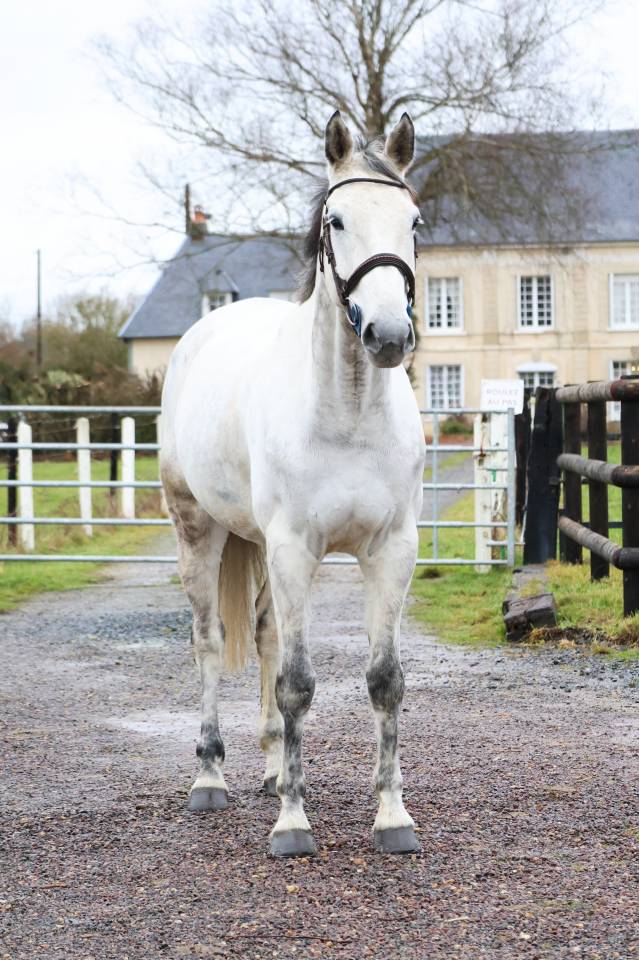 Castrone KWPN Cavallo da Sport Neerlandese In vendita 2015 Grigio ,  FABRIANO VDL