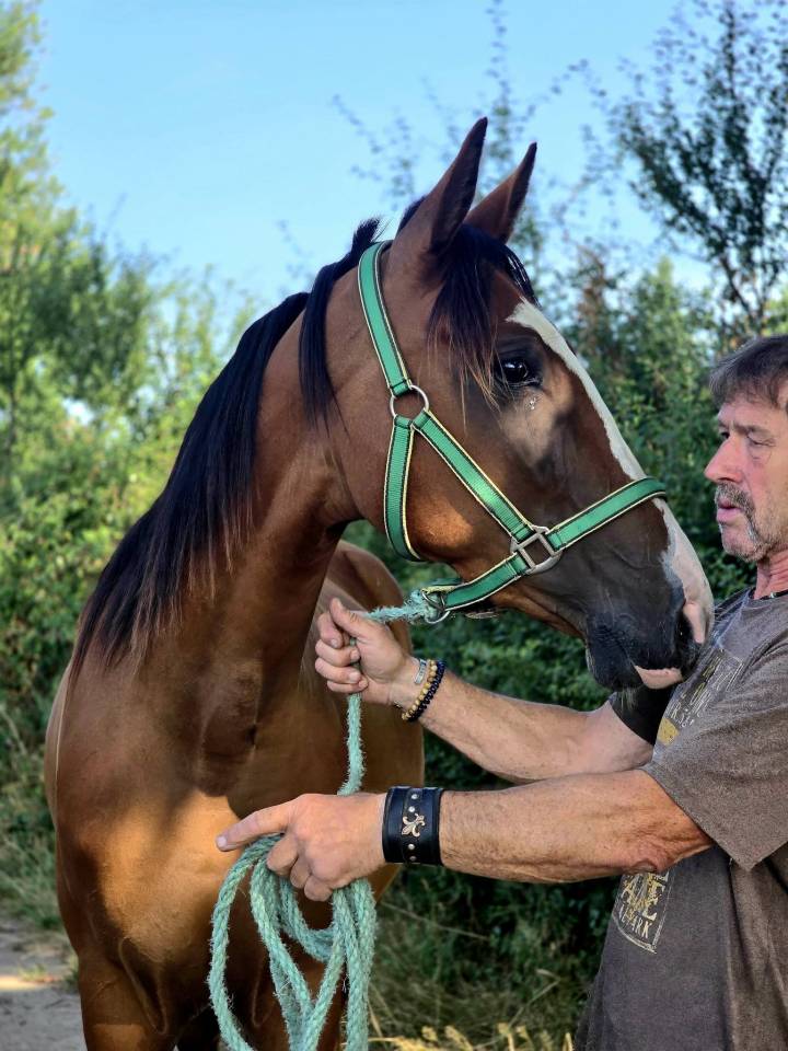 Cavalla Trottatore Francese In vendita 2022 Baio