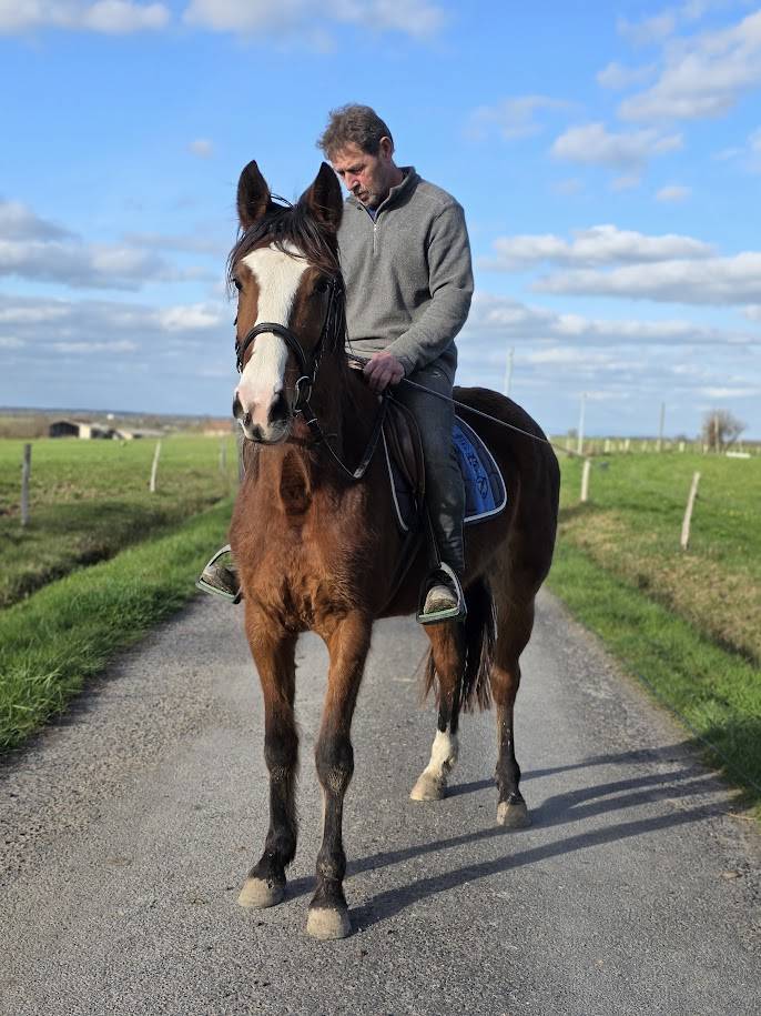 Cavalla Trottatore Francese In vendita 2022 Baio