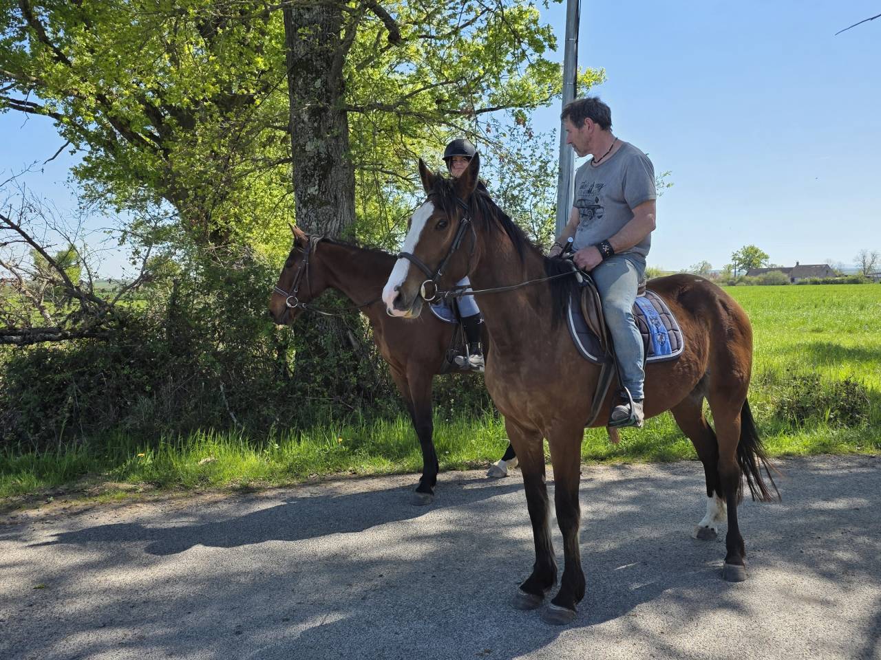 Cavalla Trottatore Francese In vendita 2022 Baio