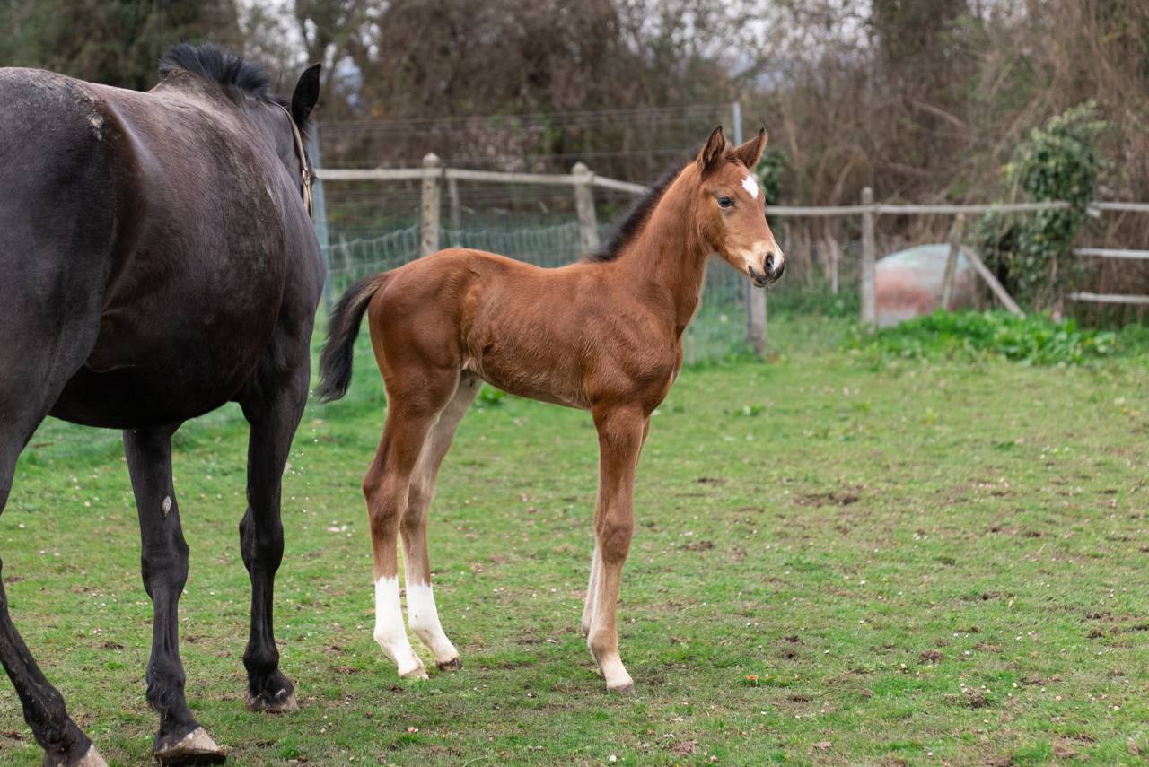 Puledro Sella Francese In vendita 2026 Baio ,  Balou du Reventon