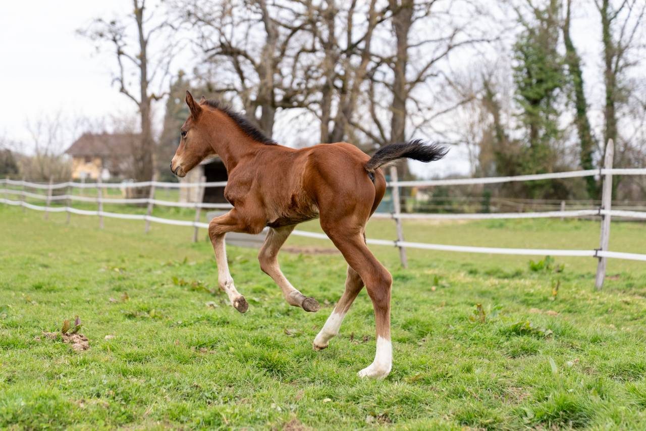 Puledro Sella Francese In vendita 2026 Baio ,  Balou du Reventon