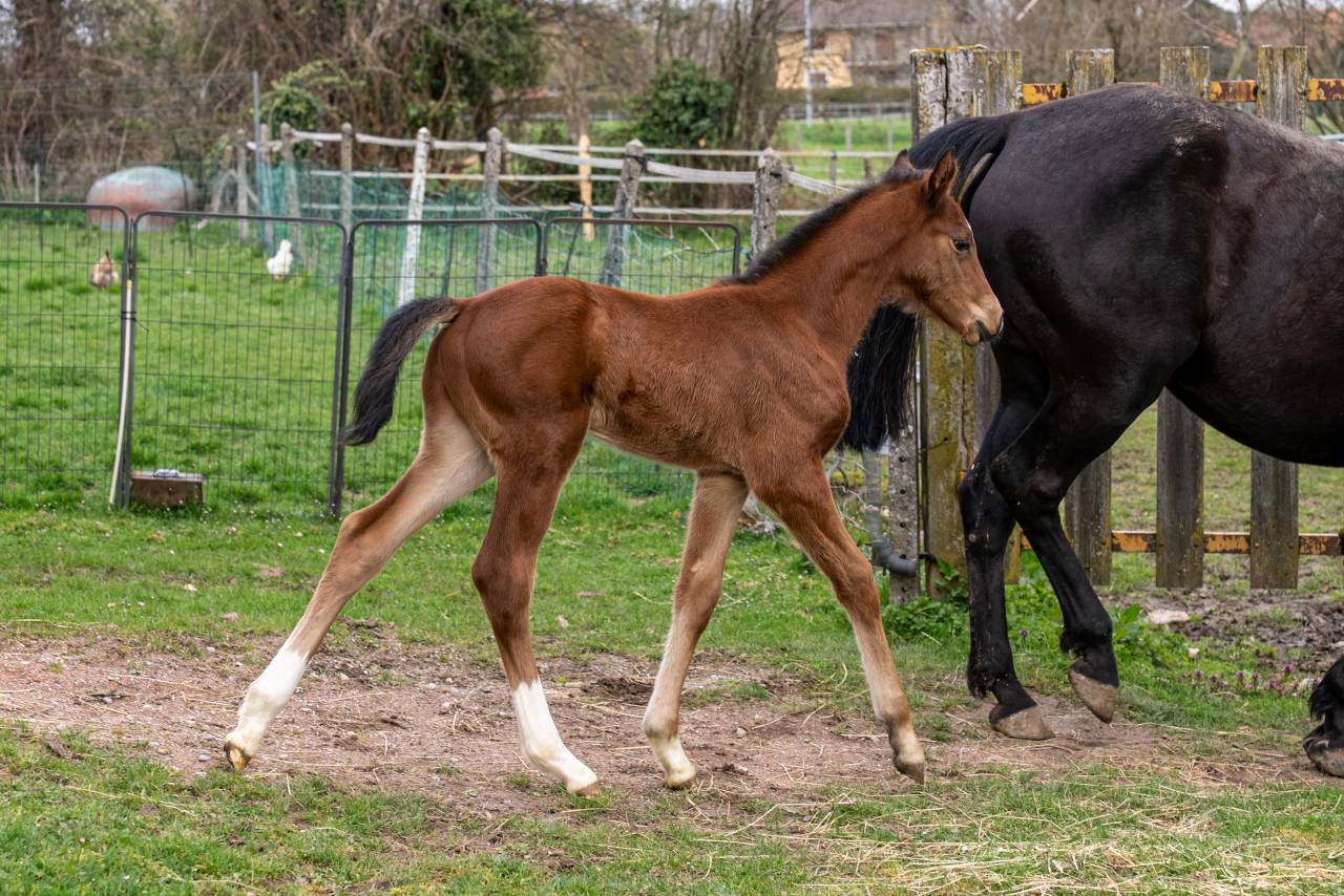 Puledro Sella Francese In vendita 2026 Baio ,  Balou du Reventon