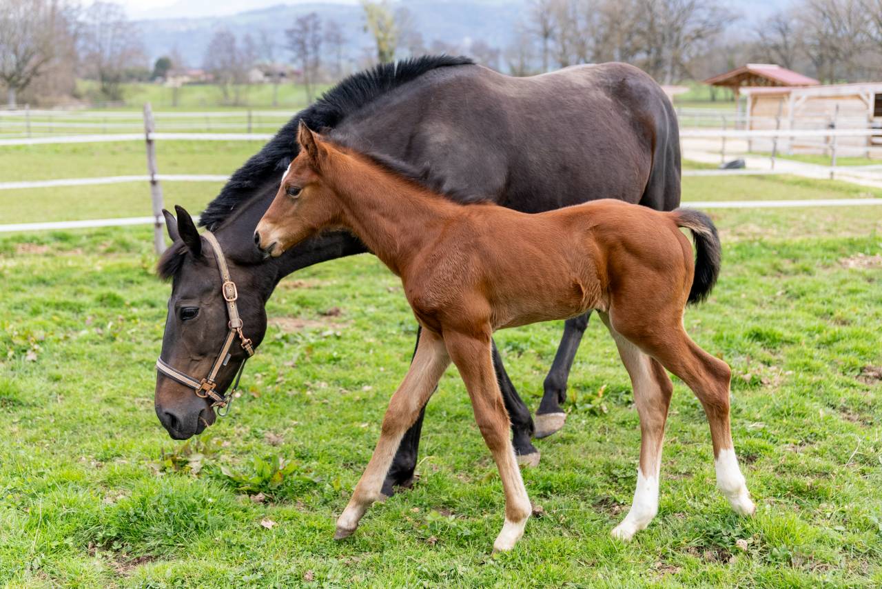 Puledro Sella Francese In vendita 2026 Baio ,  Balou du Reventon