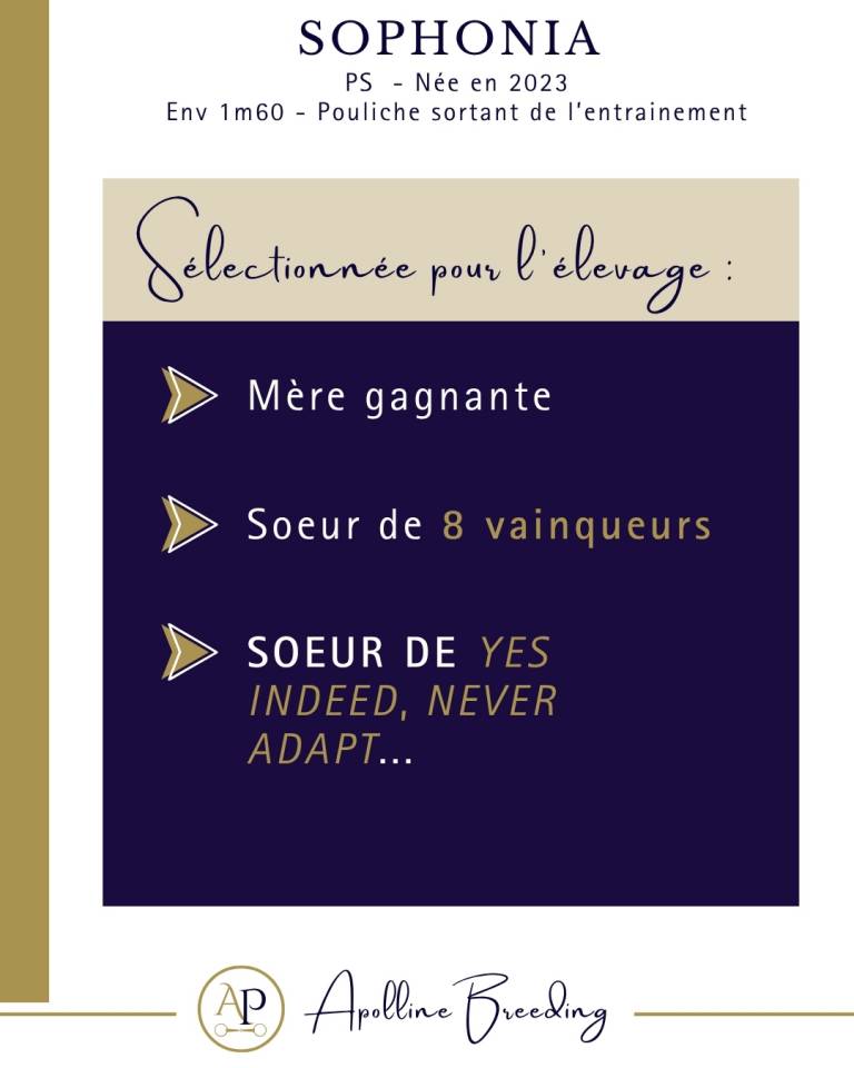 Fattrice Purosangue In vendita 2023 Baio ,  For fun