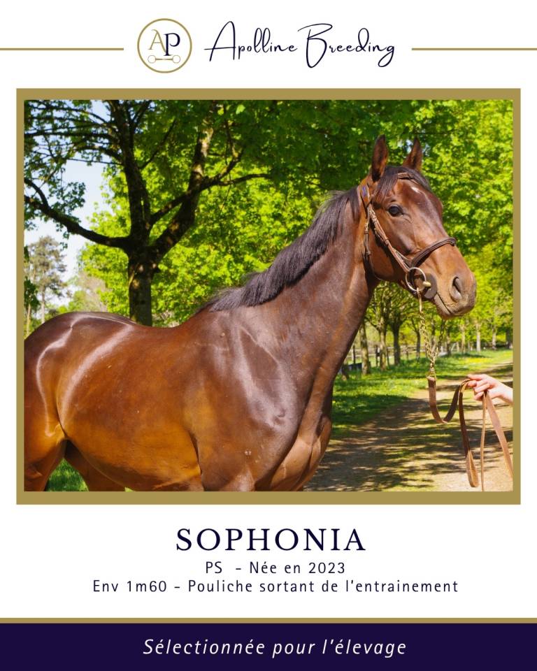 Fattrice Purosangue In vendita 2023 Baio ,  For fun