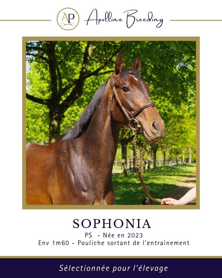 Fattrice Purosangue In vendita 2023 Baio ,  For fun