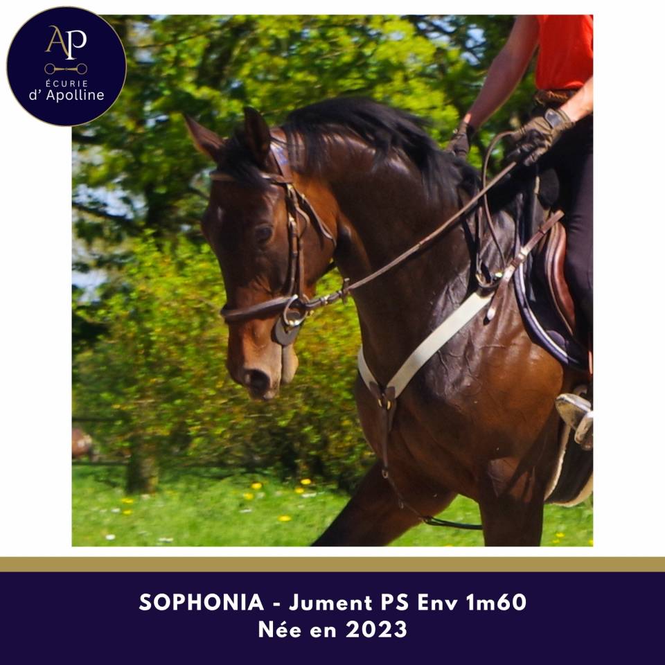 Cavalla Purosangue In vendita 2023 Baio scuro