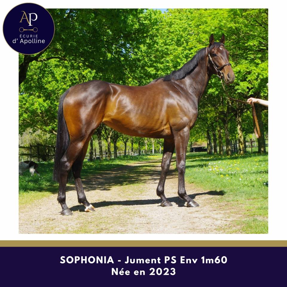 Cavalla Purosangue In vendita 2023 Baio scuro