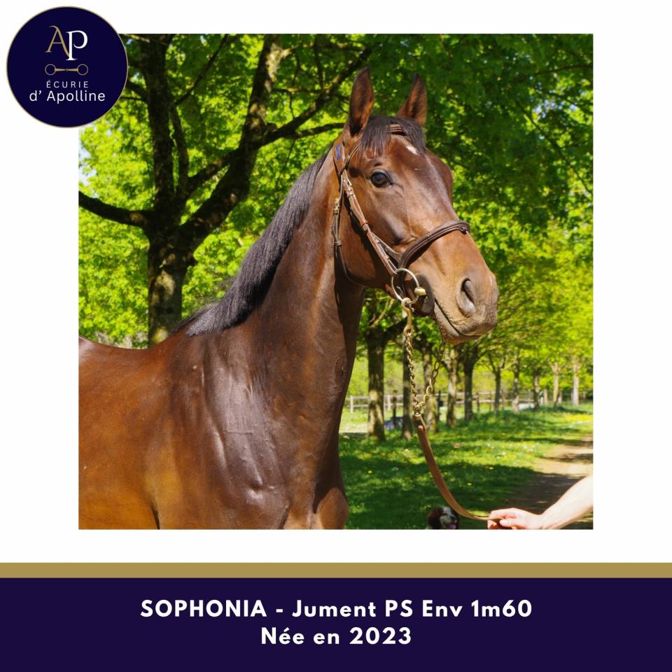 Cavalla Purosangue In vendita 2023 Baio scuro