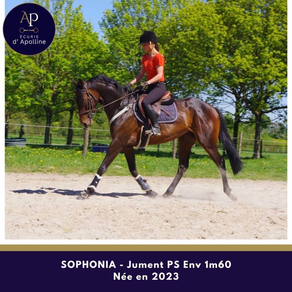 Cavalla Purosangue In vendita 2023 Baio scuro