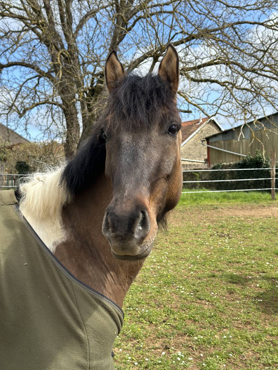 Castrone Welsh Part Bred In vendita 2023 Pezzato