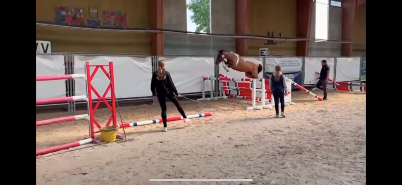 Castrone Welsh Part Bred In vendita 2023 Pezzato