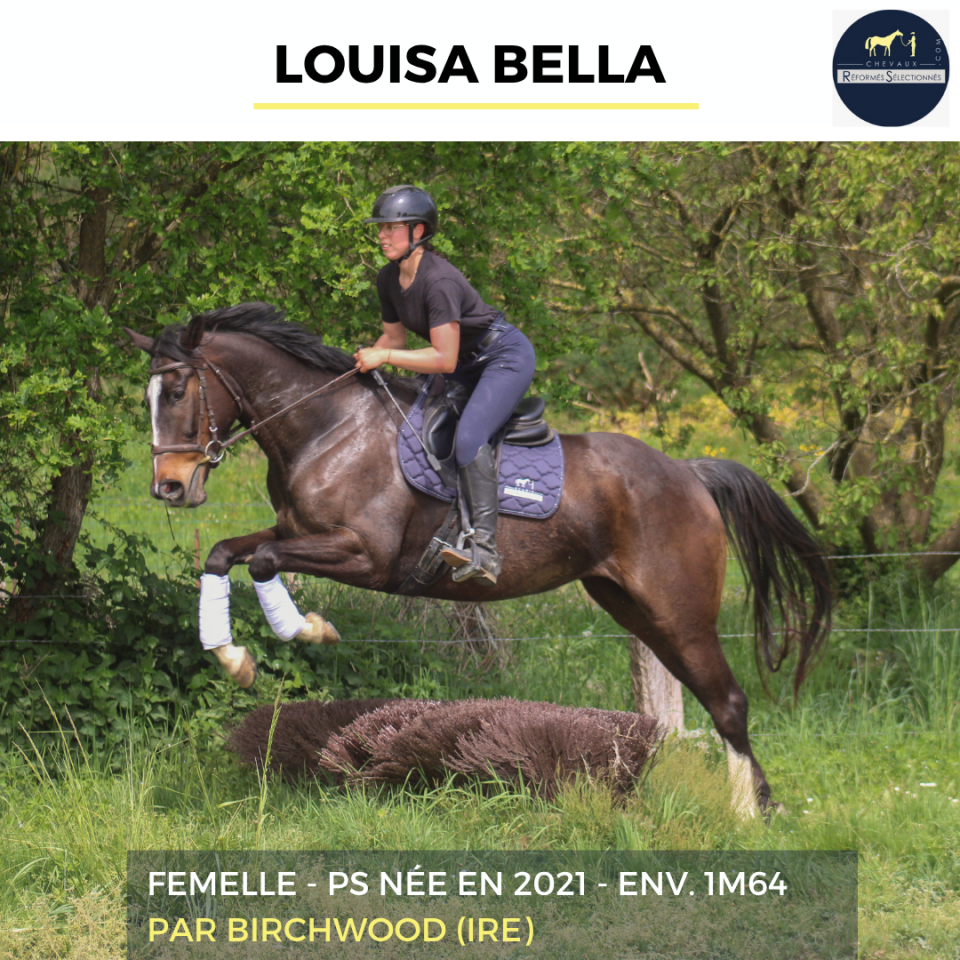 Cavalla Purosangue In vendita 2021 Baio