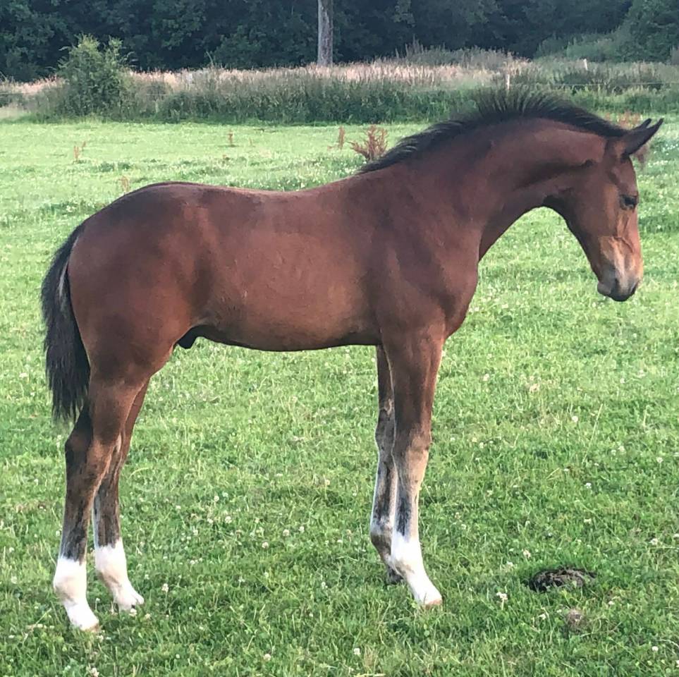 Cavalla KWPN Cavallo da Sport Neerlandese In vendita 2011 Baio