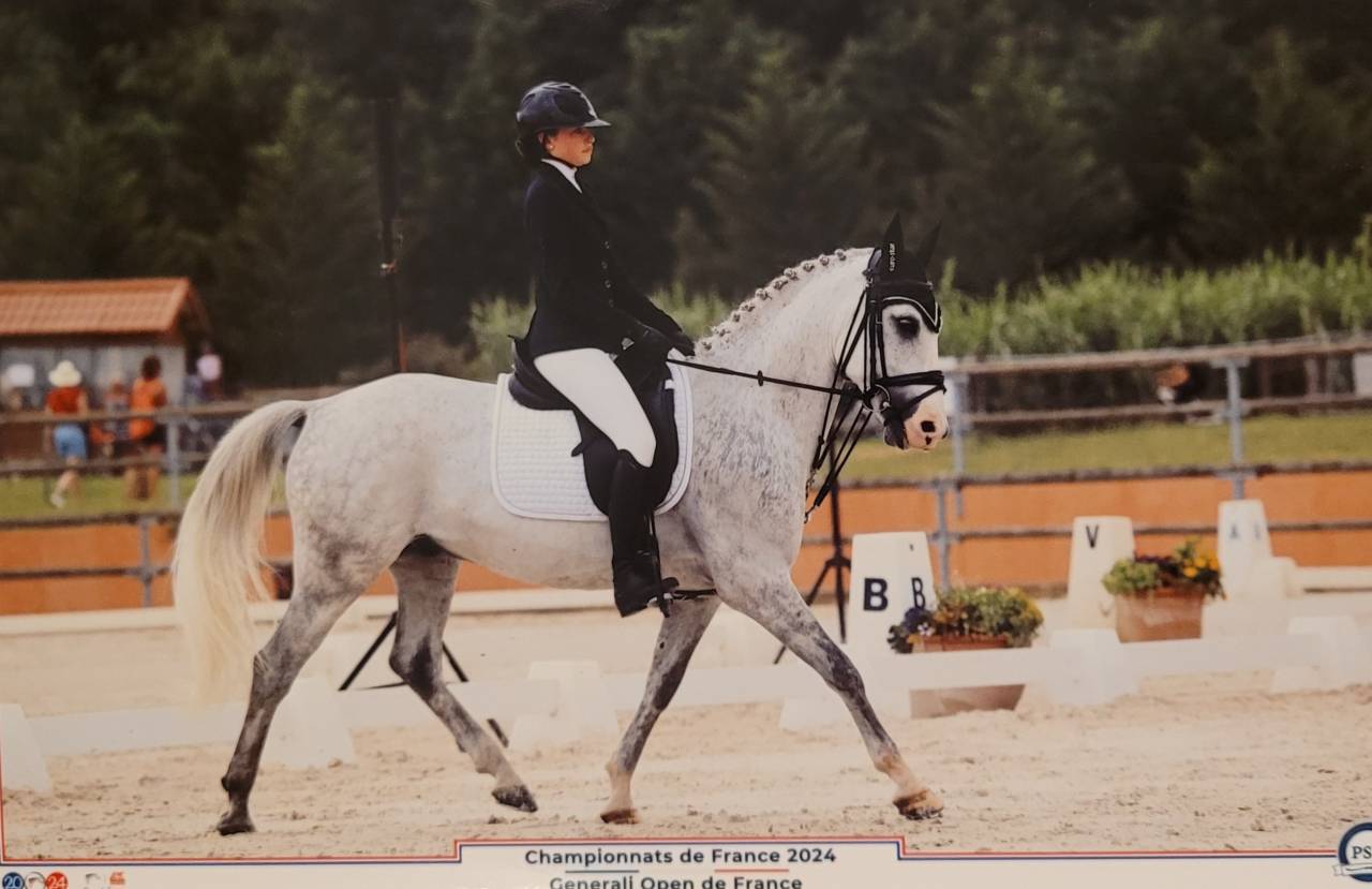Castrone PFS Pony Francese da Sella In vendita 2017 Grigio