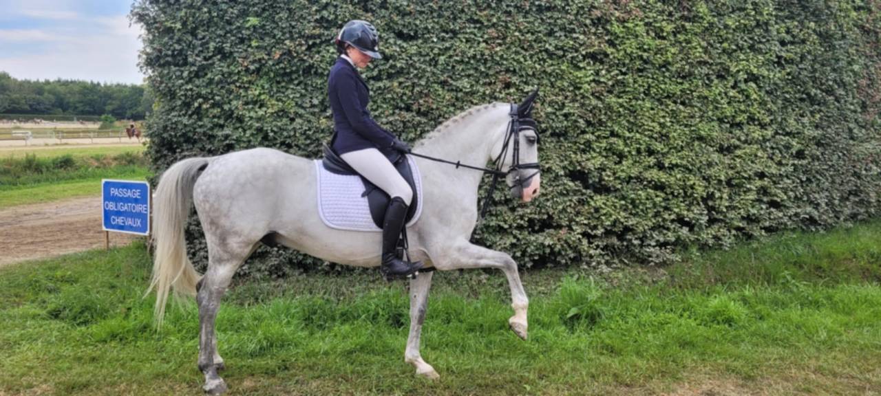 Castrone PFS Pony Francese da Sella In vendita 2017 Grigio