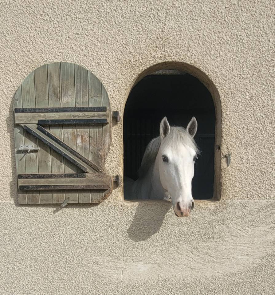 Castrone PFS Pony Francese da Sella In vendita 2017 Grigio