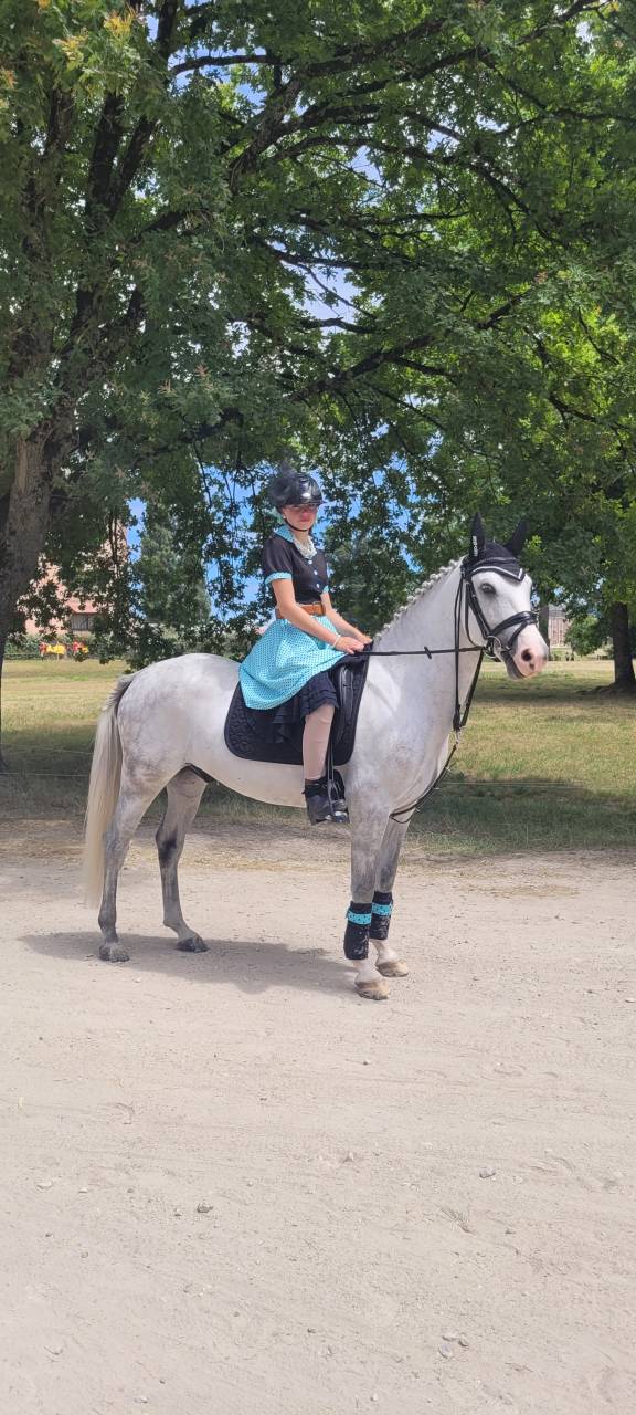 Castrone PFS Pony Francese da Sella In vendita 2017 Grigio