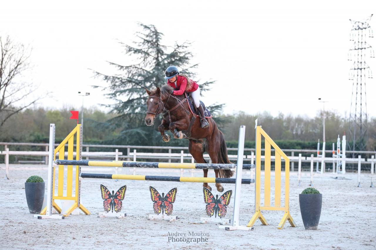Castrone Origine non conosciuta  In vendita 2020 Sauro brul&eacute; ,  TORNADO DE L'ETAPE
