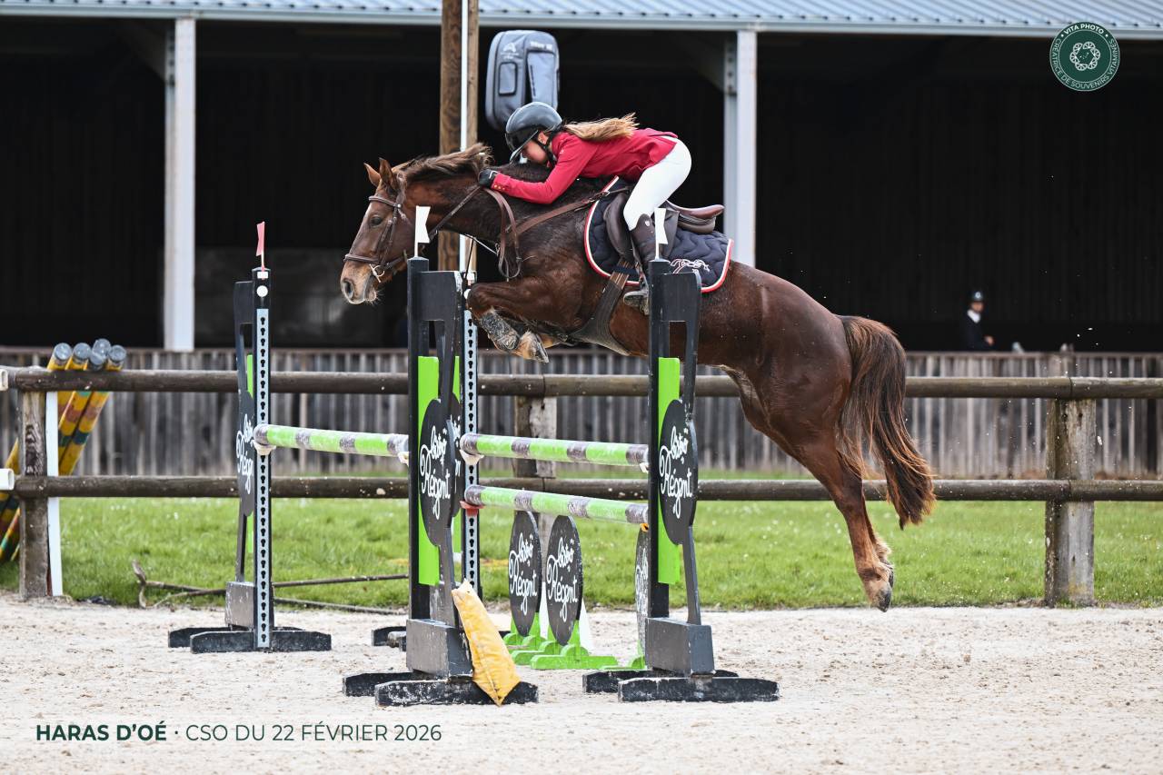 Castrone Origine non conosciuta  In vendita 2020 Sauro brul&eacute; ,  TORNADO DE L'ETAPE