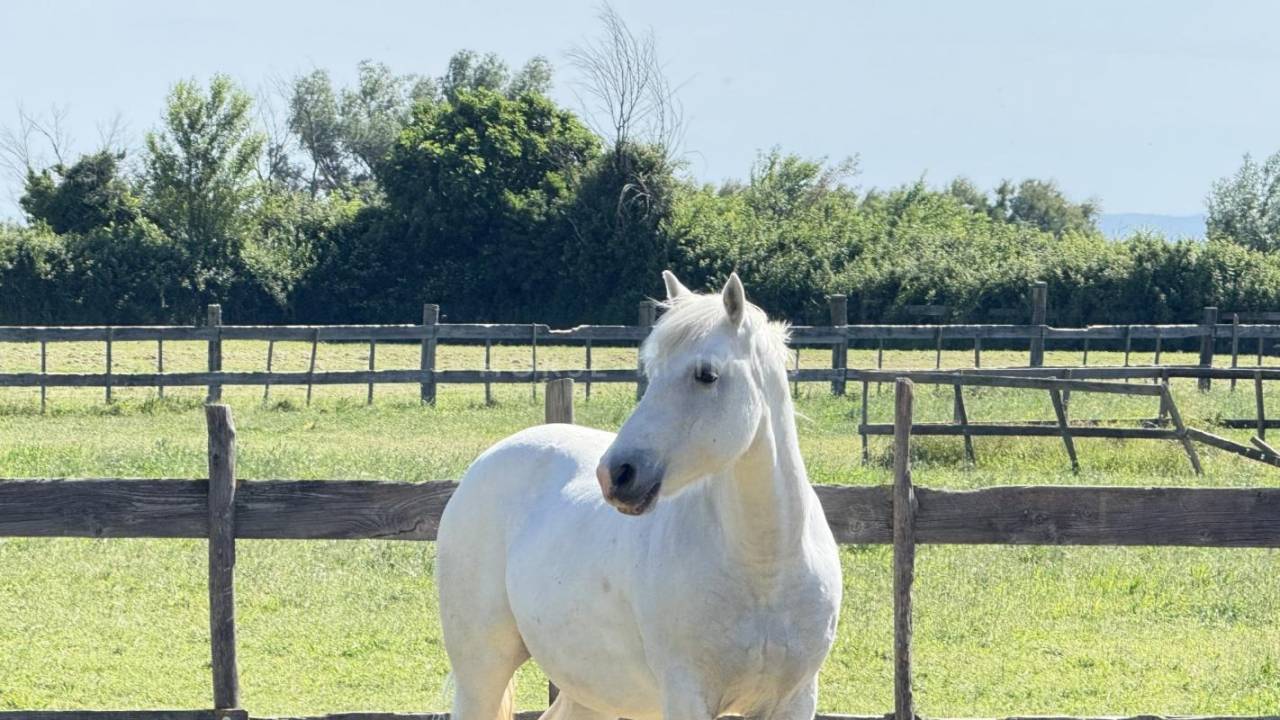 Propriet&agrave; equestre In vendita Bouches-du-Rh&ocirc;ne