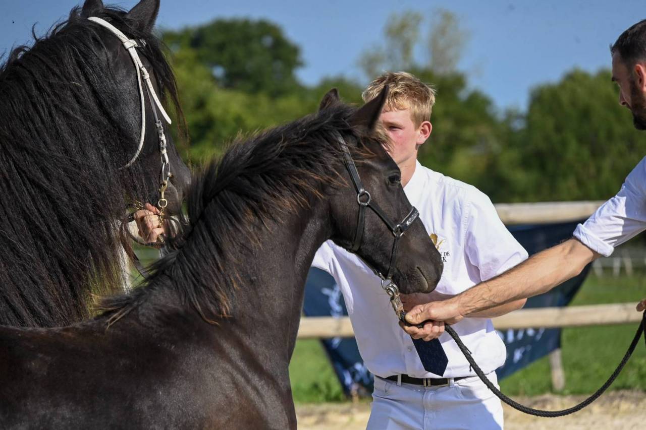 Puledra Frisone In vendita 2025 Nero ,  Mans