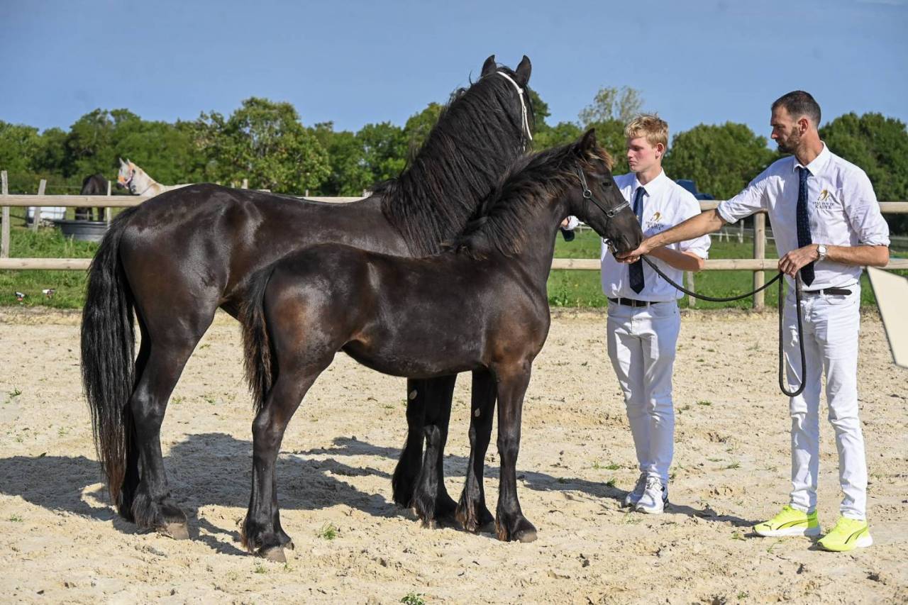 Puledra Frisone In vendita 2025 Nero ,  Mans