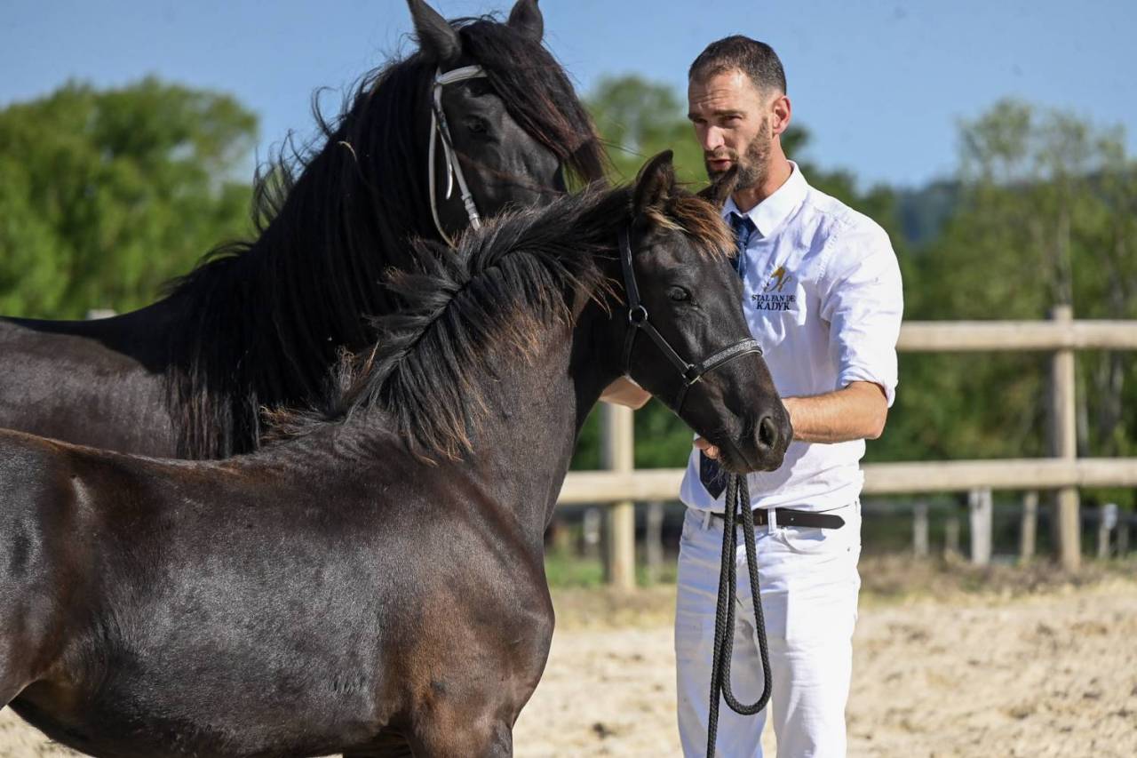 Puledra Frisone In vendita 2025 Nero ,  Mans