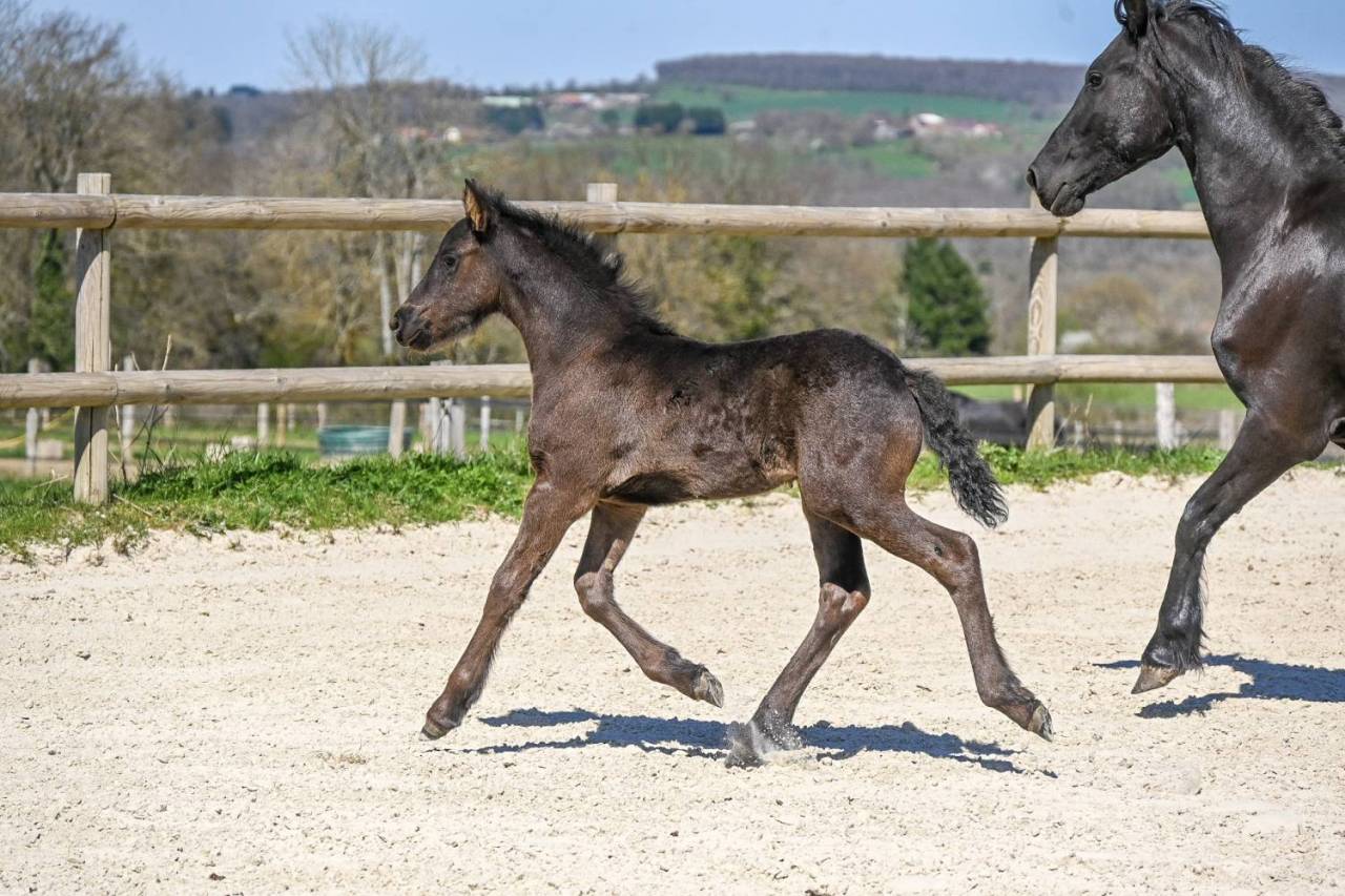Puledra Frisone In vendita 2025 Nero ,  Mans