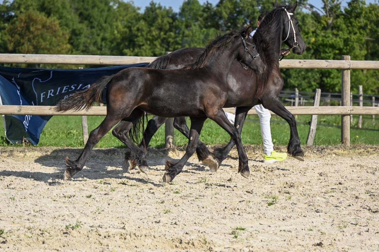 Puledra Frisone In vendita 2025 Nero ,  Mans