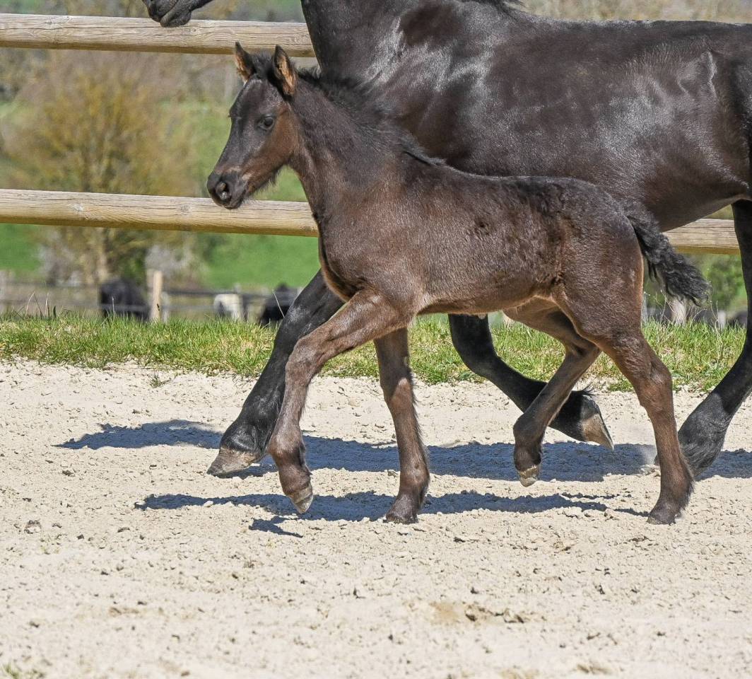 Puledra Frisone In vendita 2025 Nero ,  Mans
