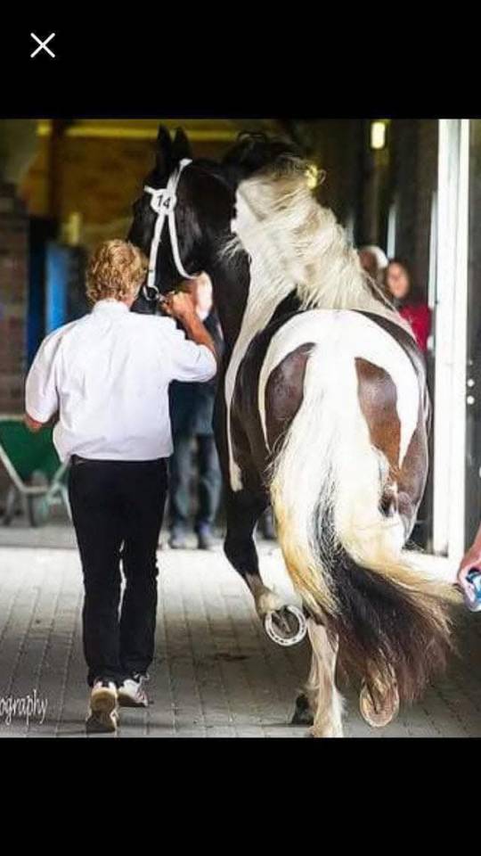 Cavalla Barock Pinto In vendita 2016 Pezzato