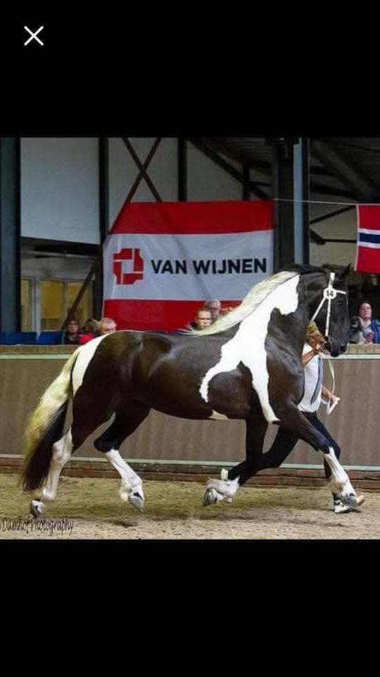 Cavalla Barock Pinto In vendita 2016 Pezzato