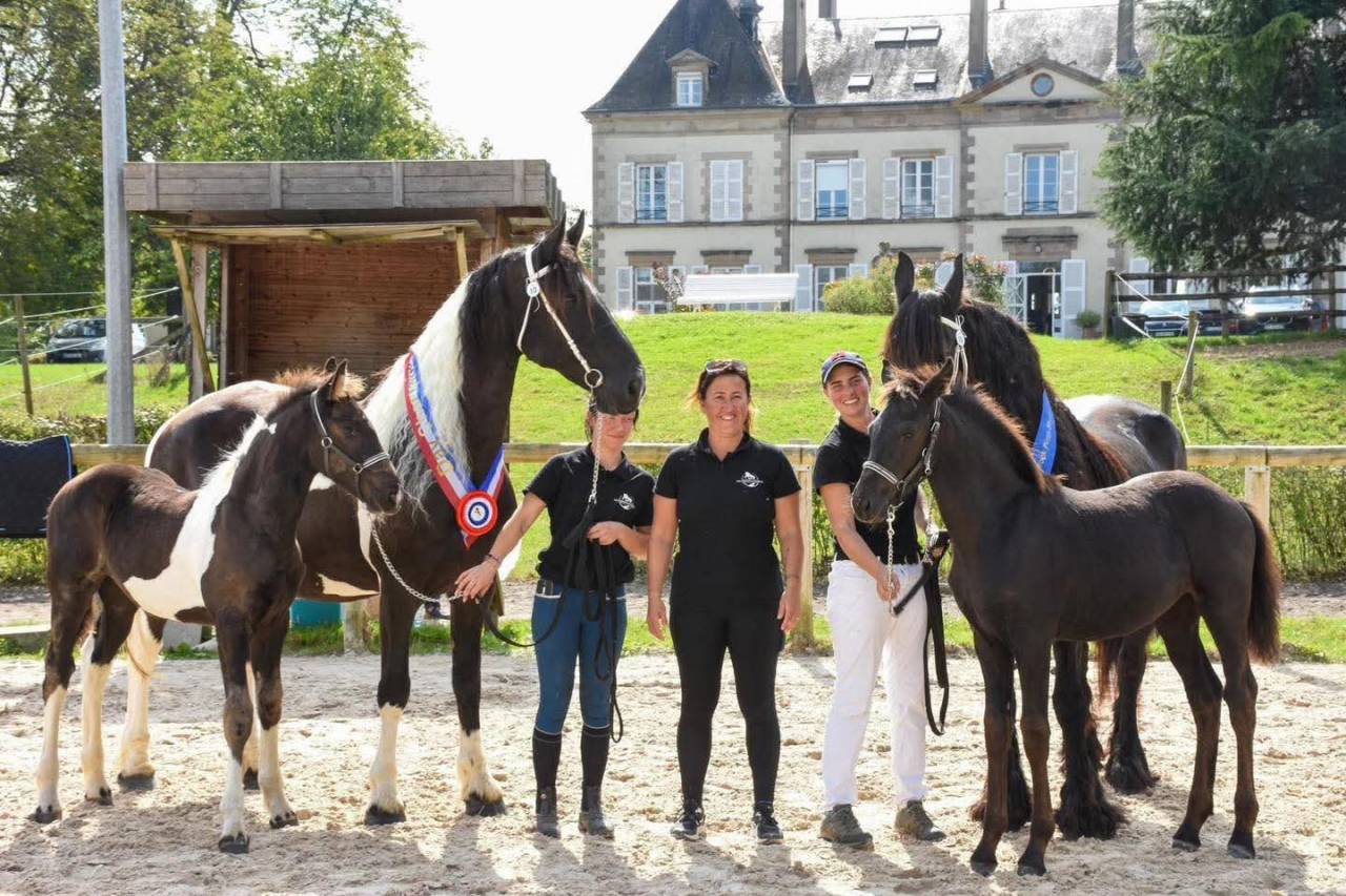 Cavalla Barock Pinto In vendita 2016 Pezzato