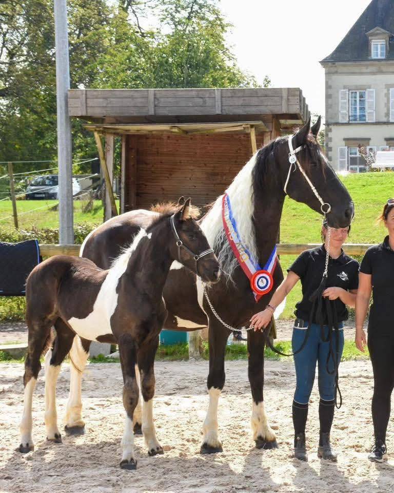 Cavalla Barock Pinto In vendita 2016 Pezzato