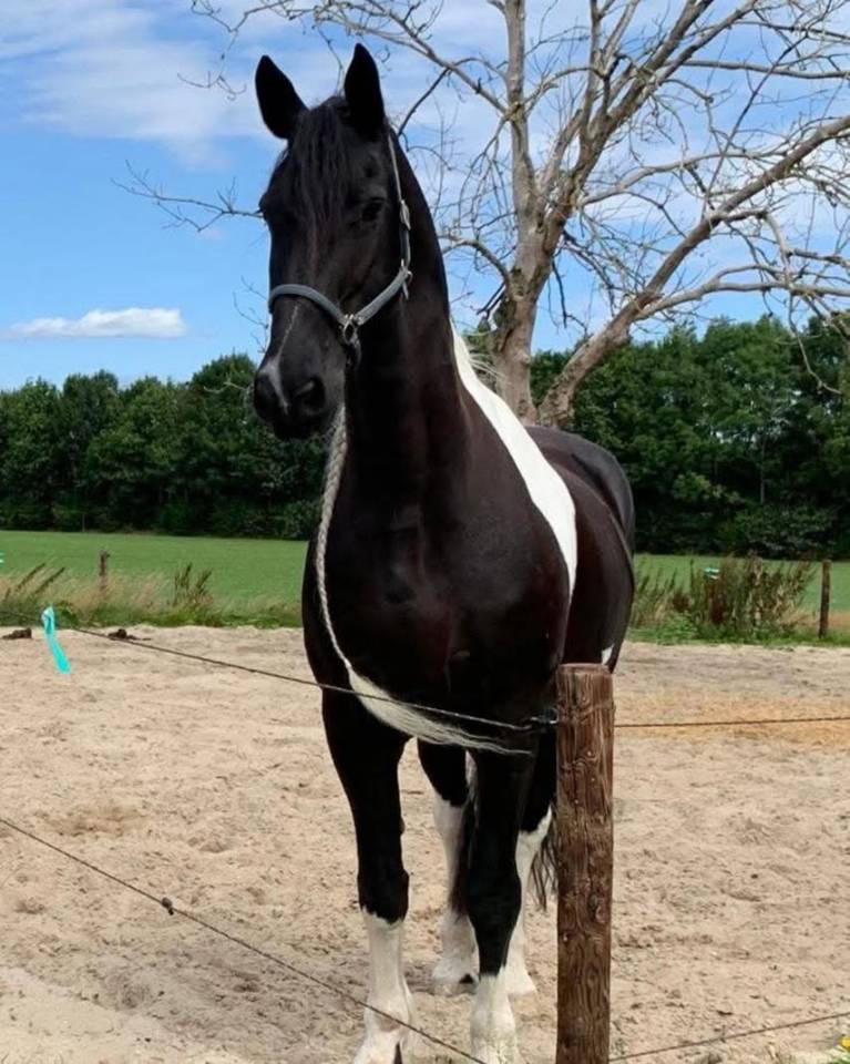 Cavalla Barock Pinto In vendita 2016 Pezzato