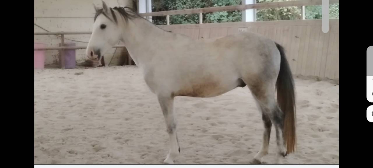 Stallone Connemara In vendita 2022 Grigio ,  QUIZAQUO DU BRANA