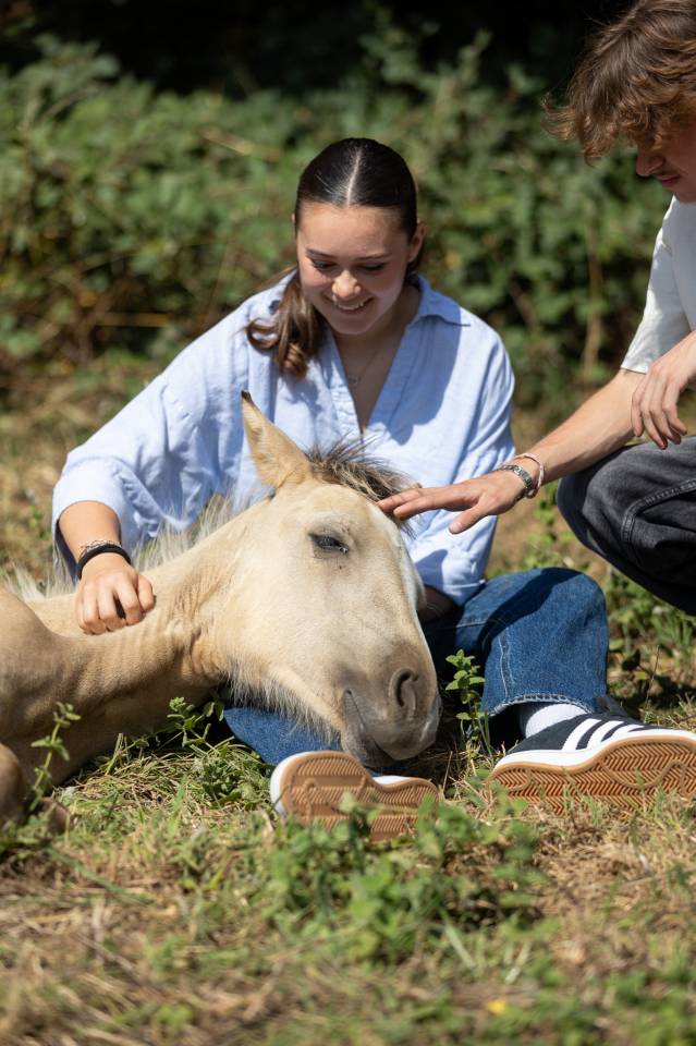 Puledra Welsh Part Bred In vendita 2024 Isabella ,  goldwyn d'embets