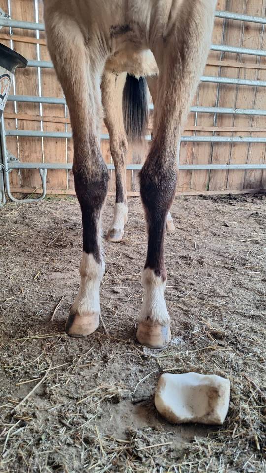 Puledra Welsh Part Bred In vendita 2024 Isabella ,  goldwyn d'embets