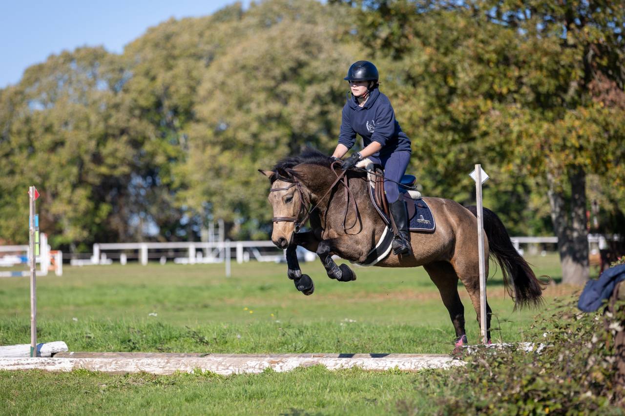 Puledra Welsh Part Bred In vendita 2024 Isabella ,  goldwyn d'embets